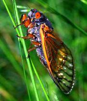 Cicada-Generated Prime Numbers
